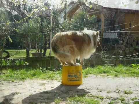 collie -
