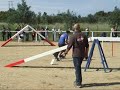 Trantor cocker Agility in Beja Trantor cocker Agility in Beja
