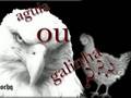 AGUIA OU GALINHA? reflexão e motivação