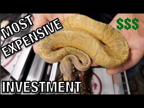 YouTube reptile video