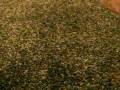 SANY0274.MP4
