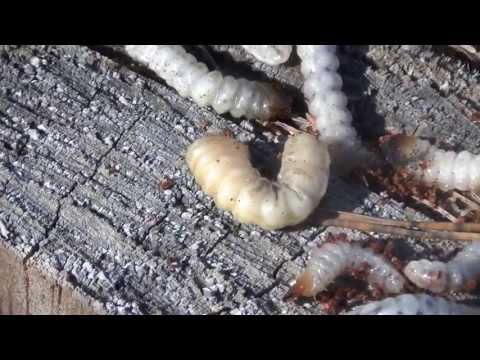 что ловят на личинку короеда что ловят на личинку короеда