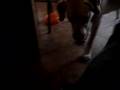 Labrador Retriever video