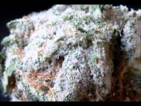how to harvest hydroponic weed