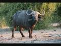 Afrika / Botswana 2007