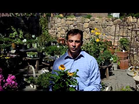 how to harvest echinacea purpurea