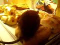 rats-in-fastfood.html