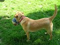 Doberman and Labrador playing