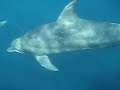 DolphinSwim in MIKURA