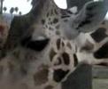 Giraffe - July 19, 2008, 07:57 PM