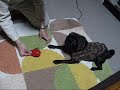 ラクダ動画