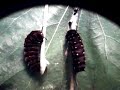 Battus Philenor - Pipevine Swallowtail Pupa