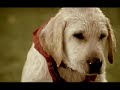 Zielige hond
