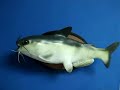 FUNNY-FISH