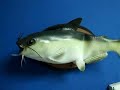 FUNNY-FISH