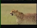 Welcome to the Cheetah Conservation Fund