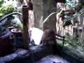 monkey de boracay