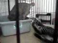 For Adoption : Tango & ToTo