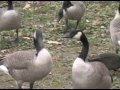goose hunting  Lewis Custom Calls and Giant Ganderz Outdoors