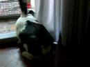 Bunny vs the cortin