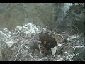 Bald eagle TH feeding 4 26 2009 2 35 22 PM