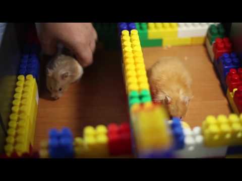Конкурс для хомяков Конкурс для хомяков