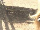 Form and Function, Flight and Movement of Equine Legs Form and Function, Flight and Movement of Equine Legs