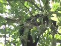 Costa Rica Wildlife
