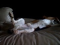 My dog twitching