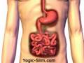 Herbal Supplement For Weight Loss - www.thesuperherbs.com