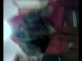 videos de Angelico Show!!!!!!!!!
