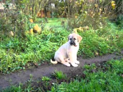 kangal