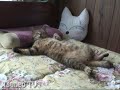 tsuneo is sleeping with a pillow