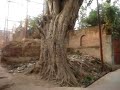 Farshori Tola