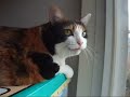 しゃべる猫 - vol.20 - 「Look at me~!」-Talking Cat