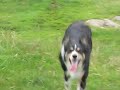 Doggie Dinnertime