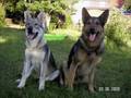 czech wolf dog czw czechoslovakian