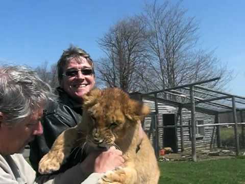 loup,tigre