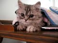 Momo the curious kitten