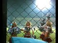 IPL IPL