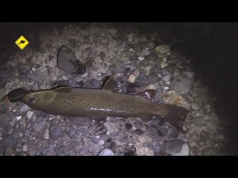 ловля сома на мышь видео ловля сома на мышь видео