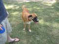 Bear starring in The Most Amazing Dog Video EVER MADE!