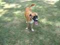 Bear starring in The Most Amazing Dog Video EVER MADE!