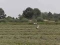 Ooievaar scheert over het veld.