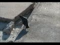 Building back the beaches in Galveston