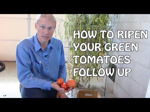 how to ripen green tomatoes on the vine