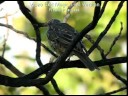 Zorzal charlo (Turdus viscivorus) Mistle thrush