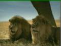 2008-12-29 | Lions Attacking The Colts ~> great super bowl spot with my lions from predatorsinaction.com ... (00:34)