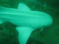 Port Hedland Dive Group- North Reef Feb 08