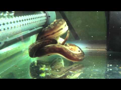 YouTube reptile video